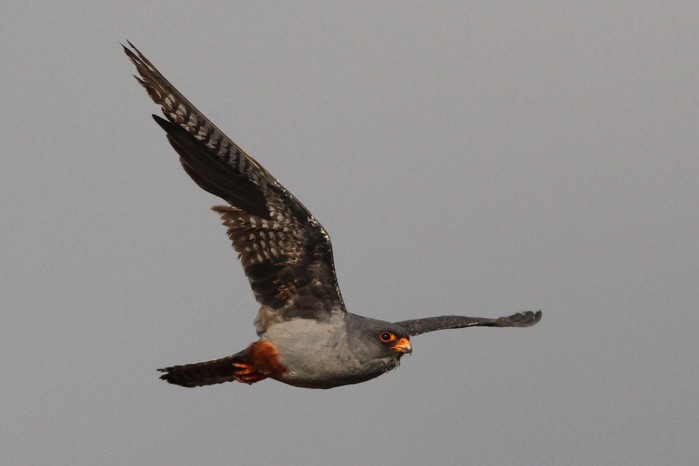 Red-footed Falcon