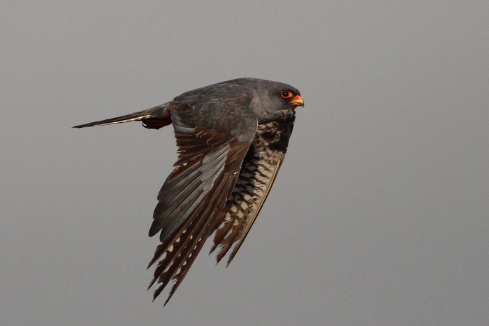 Red-footed Falcon