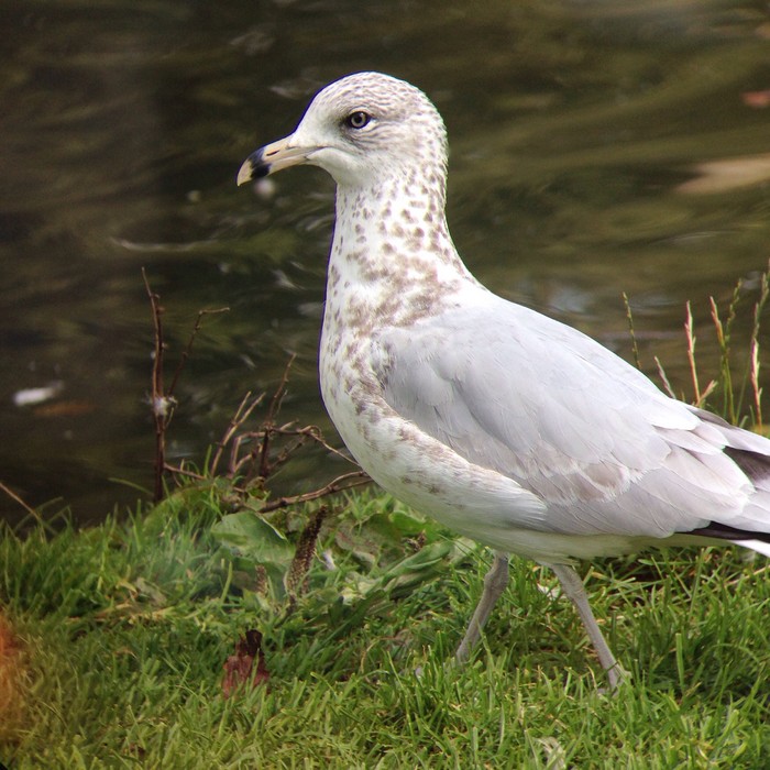 Ring-billed Gull