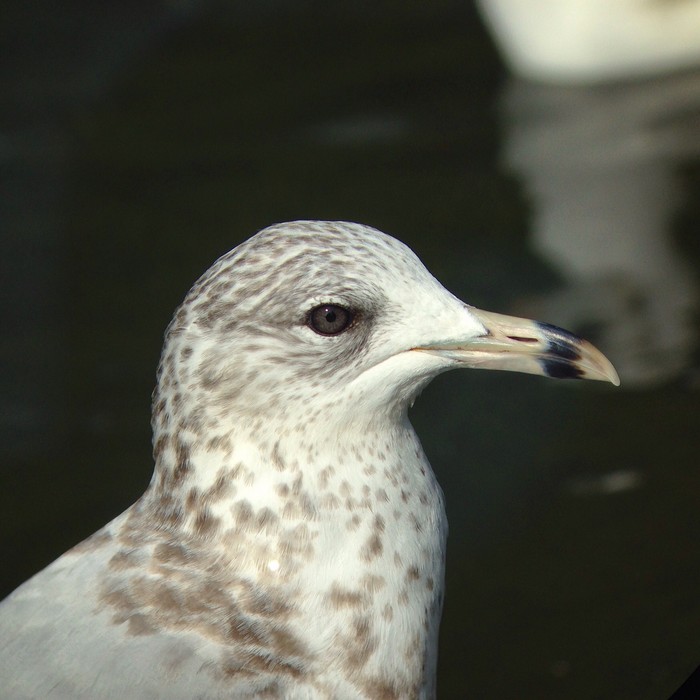 Ring-billed Gull