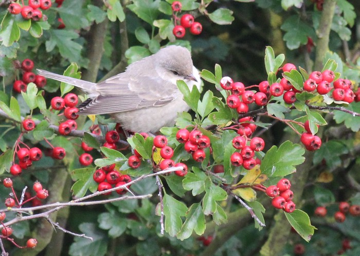 Barred Warbler