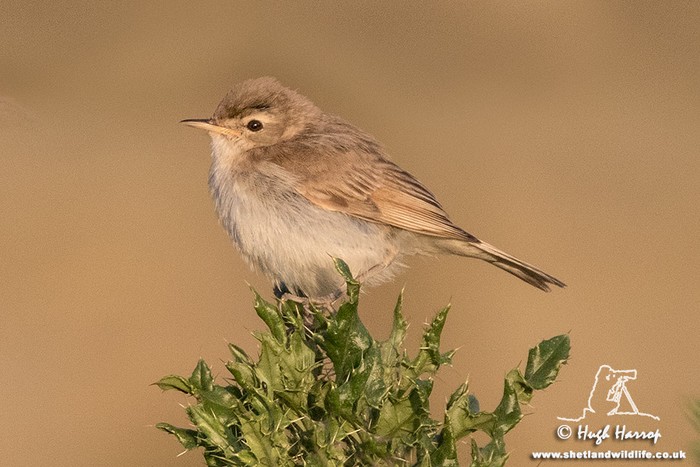 Booted Warbler
