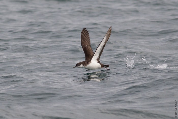 Manx Shearwater