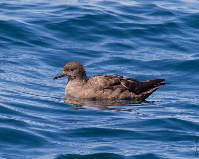 Sooty Shearwater