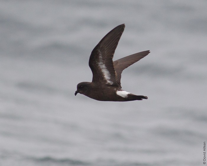 Storm Petrel