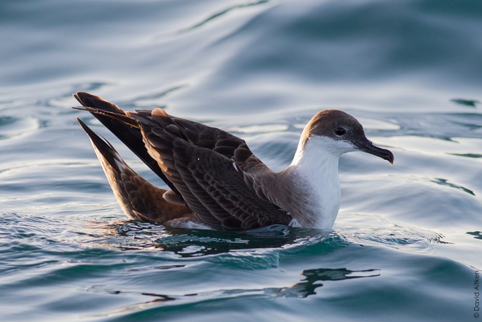 Great Shearwater
