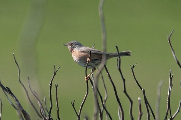 Subalpine Warbler