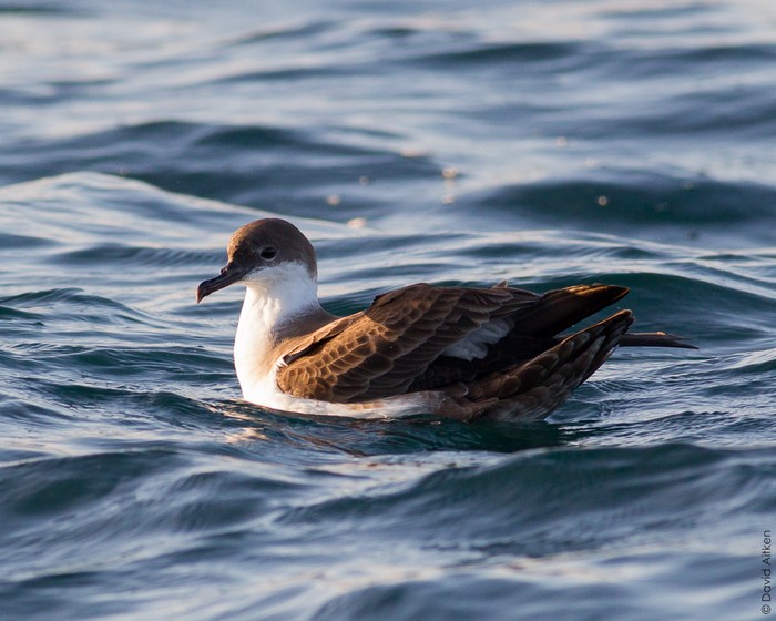 Great Shearwater