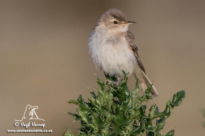 Booted Warbler