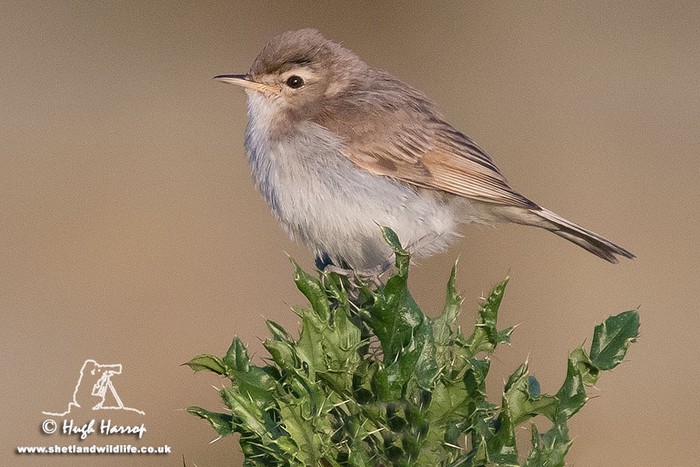 Booted Warbler