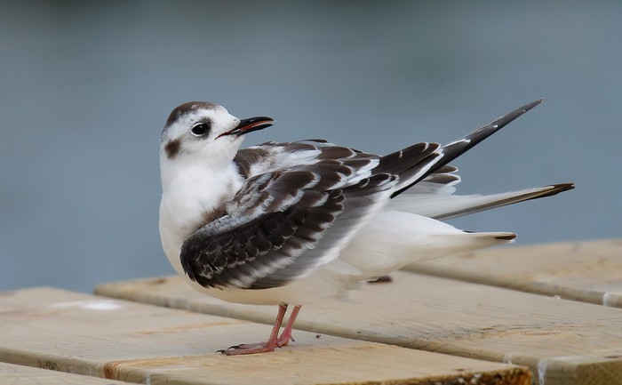 Little Gull