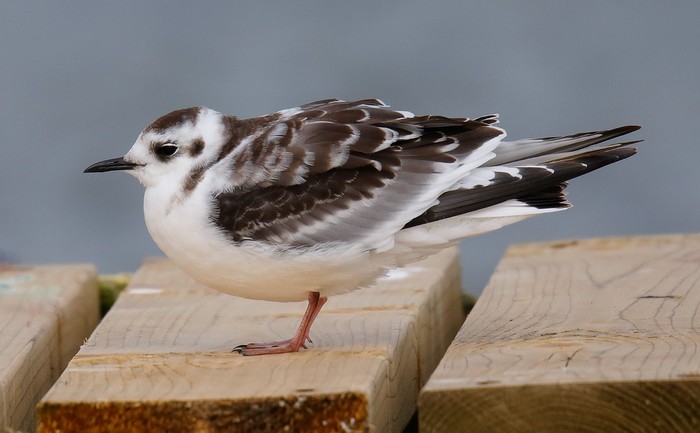 Little Gull