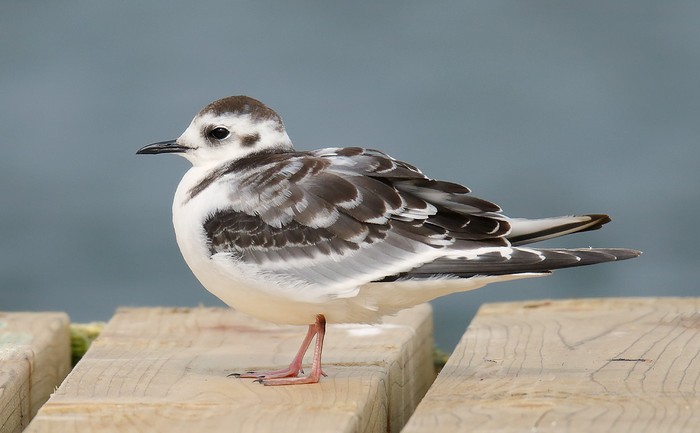 Little Gull