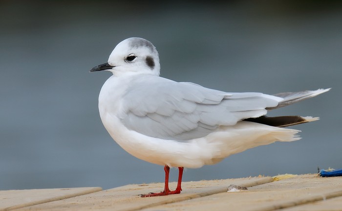Little Gull