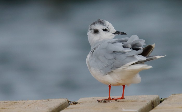 Little Gull