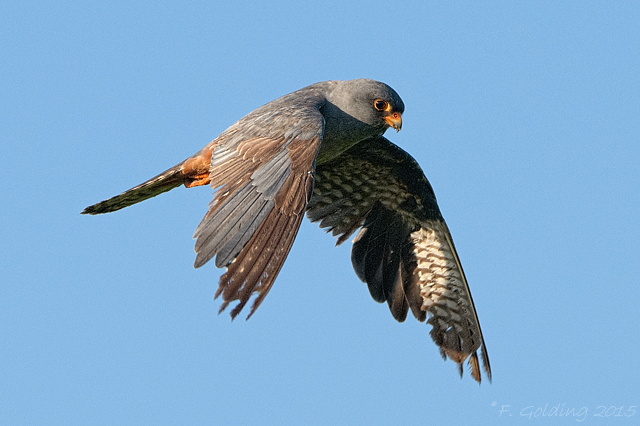 Red-footed Falcon