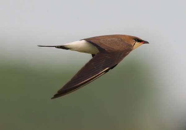 Black-winged Pratincole