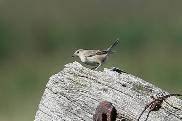 Barred Warbler