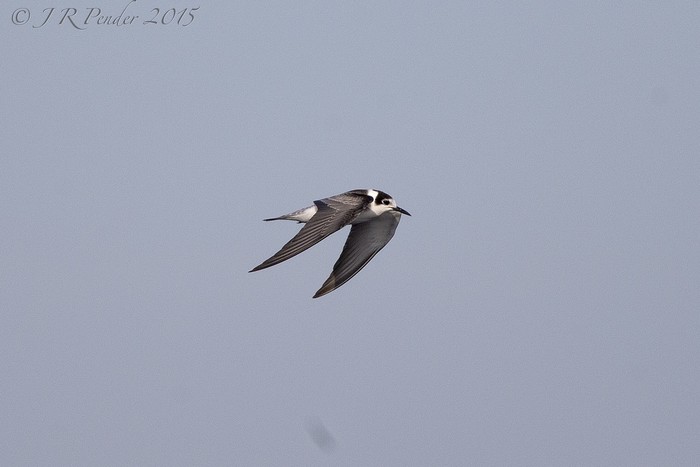 Black Tern