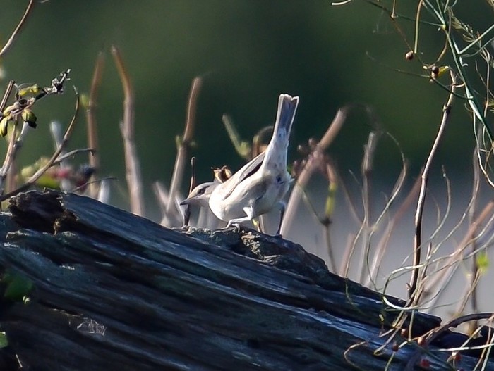 Barred Warbler