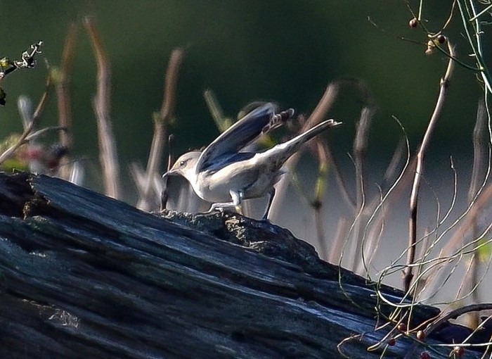 Barred Warbler