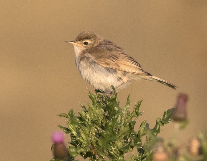 Booted Warbler