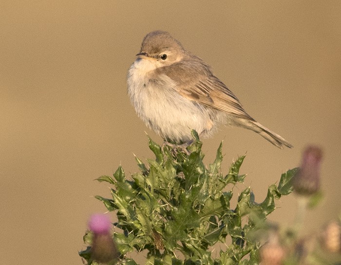 Booted Warbler
