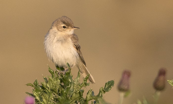 Booted Warbler