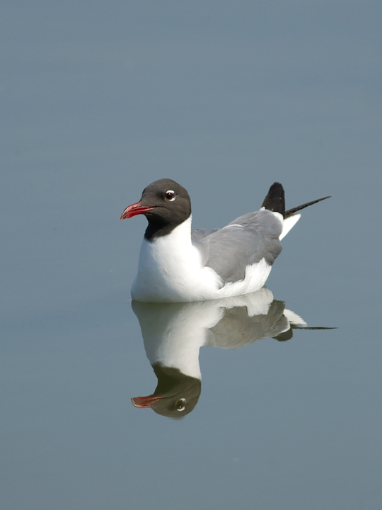 Laughing Gull