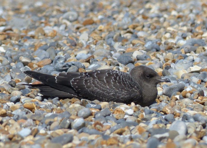 Long-tailed Skua