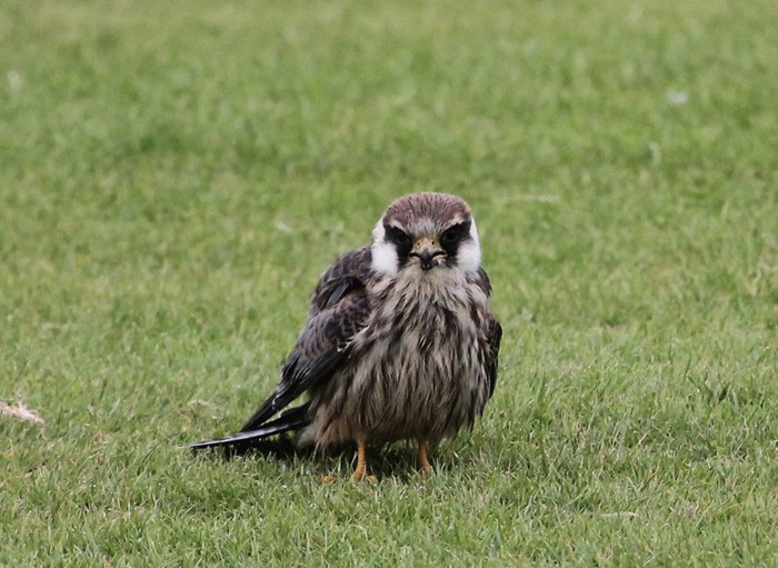 Red-footed Falcon