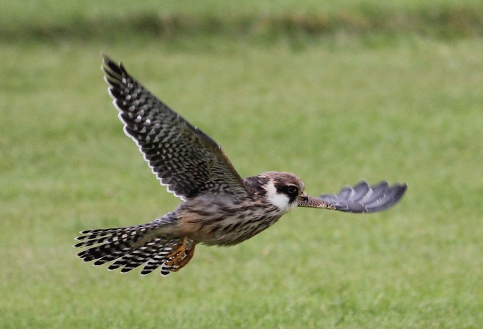Red-footed Falcon