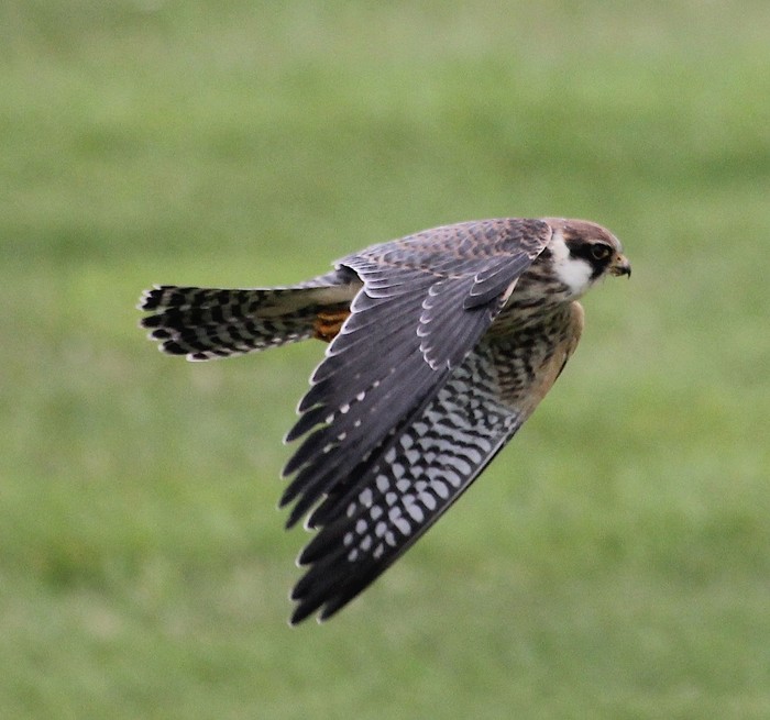 Red-footed Falcon
