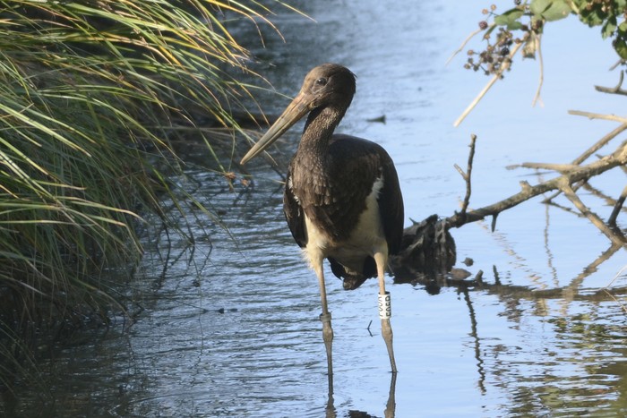 Black Stork