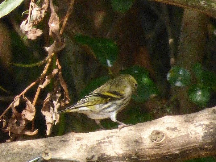 Siskin