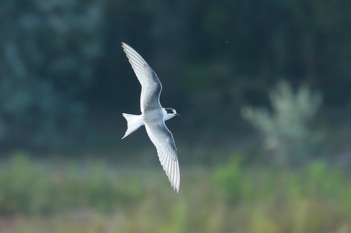 Arctic Tern