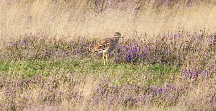 Stone Curlew
