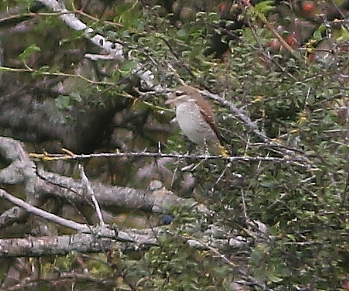 Red-backed Shrike