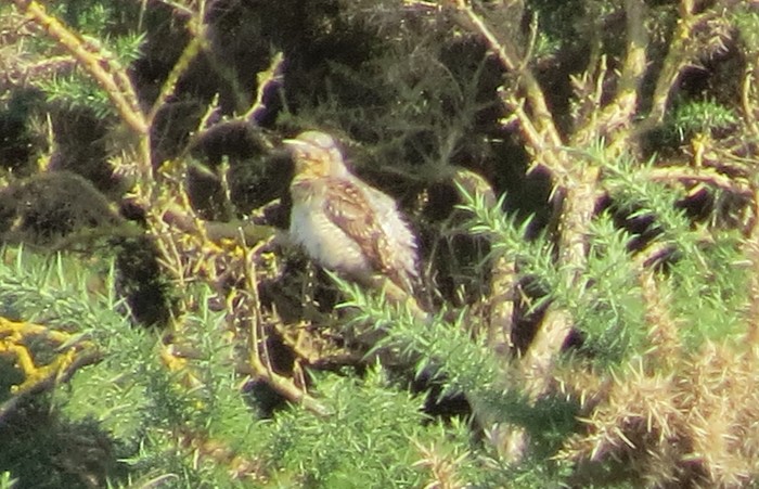 Wryneck