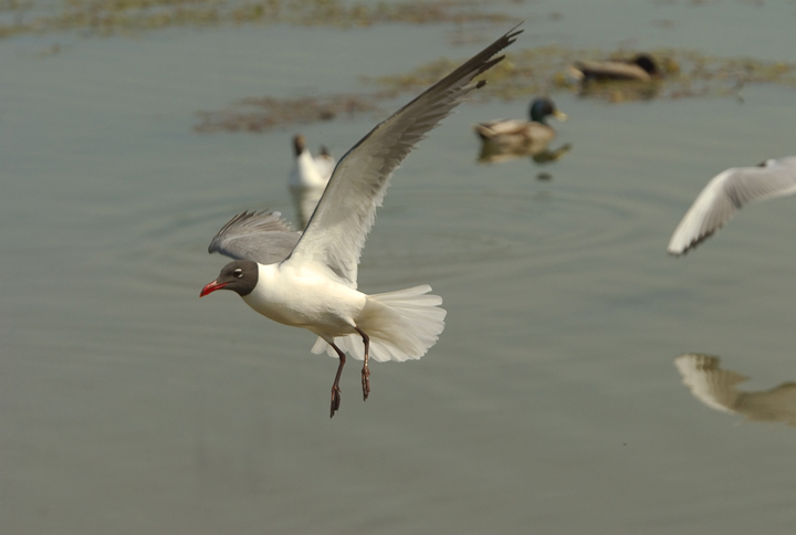 Laughing Gull
