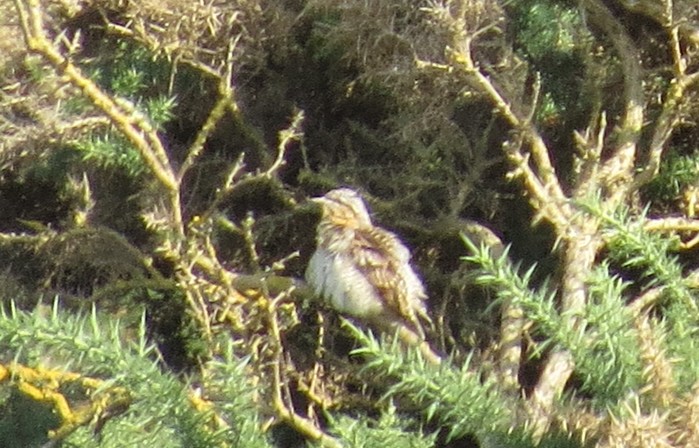 Wryneck