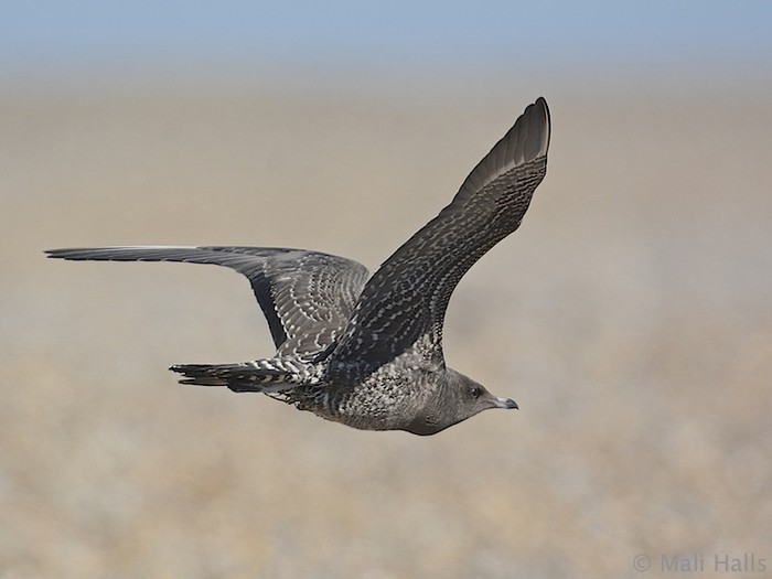 Long-tailed Skua