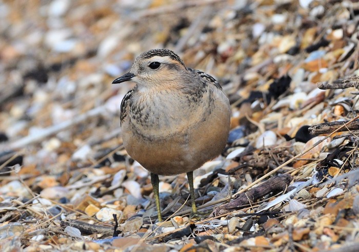 Dotterel