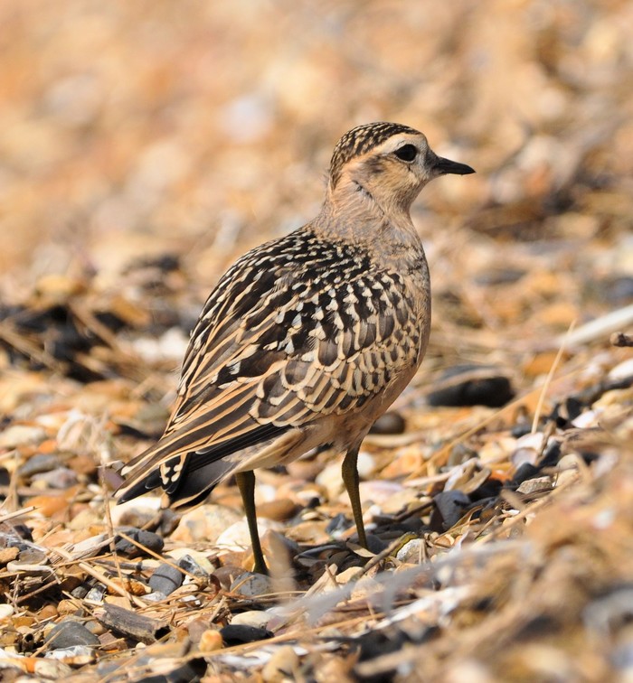 Dotterel