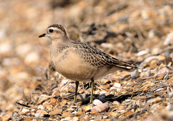 Dotterel
