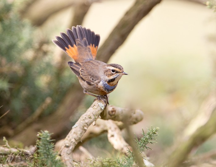 Bluethroat