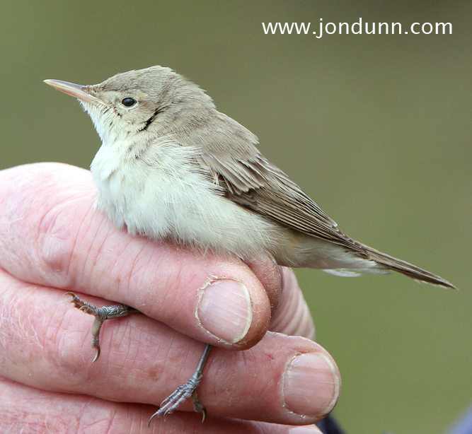Eastern Olivaceous Warbler