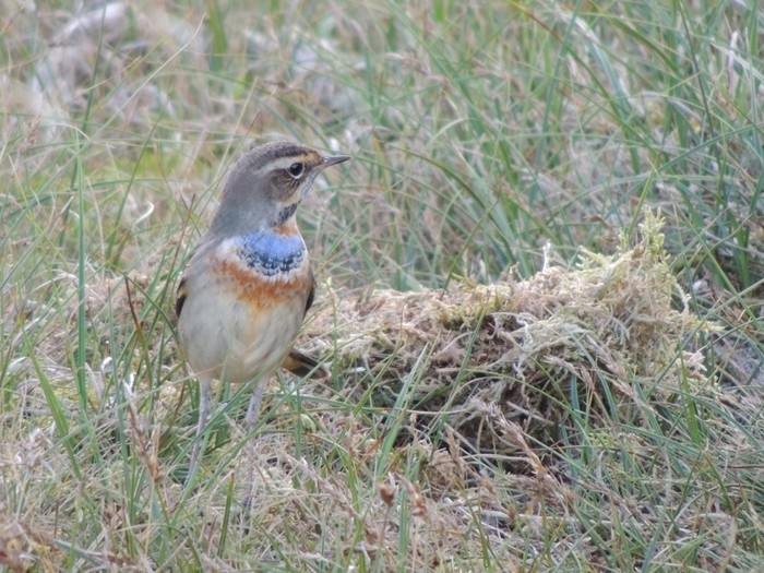 Bluethroat