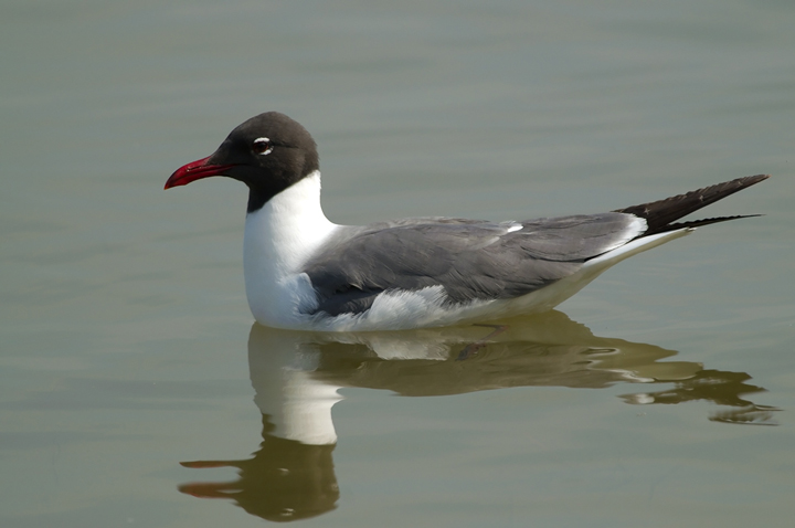 Laughing Gull