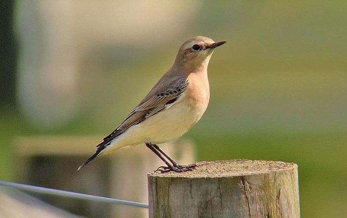 Wheatear